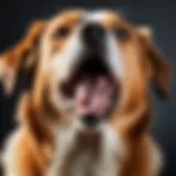 Close-up of a barking dog showcasing its expressive face