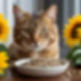 A curious cat inspecting a bowl of sunflower seeds