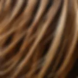 Close-up of hair strands showing dirt and oil buildup