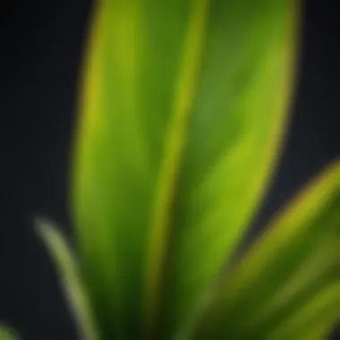 Close-up of dracaena leaf showing signs of disease