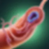 Visual representation of helicobacter pylori bacteria