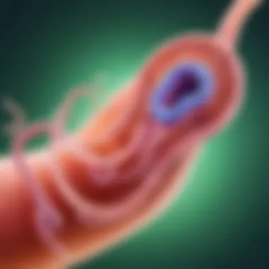 Visual representation of helicobacter pylori bacteria