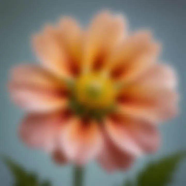 Close-up of a pressed flower highlighting its delicate features and textures