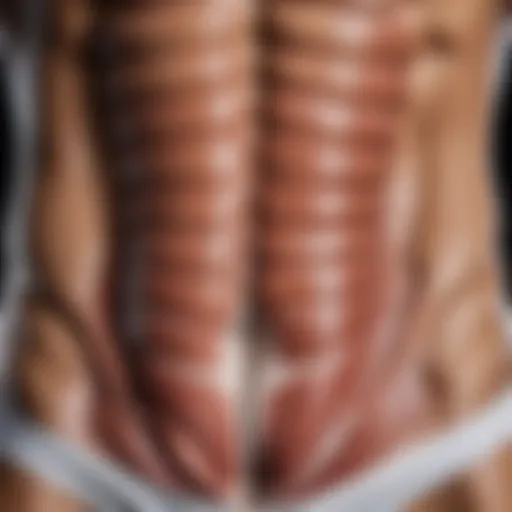 Detailed illustration of abdominal muscle anatomy