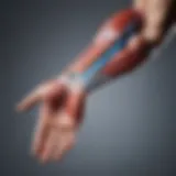 Anatomy of the forearm showing muscle groups