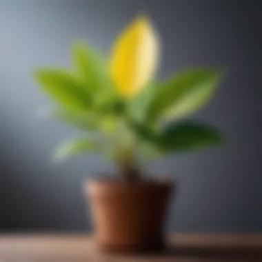 Indoor plant with yellowing leaves due to overwatering