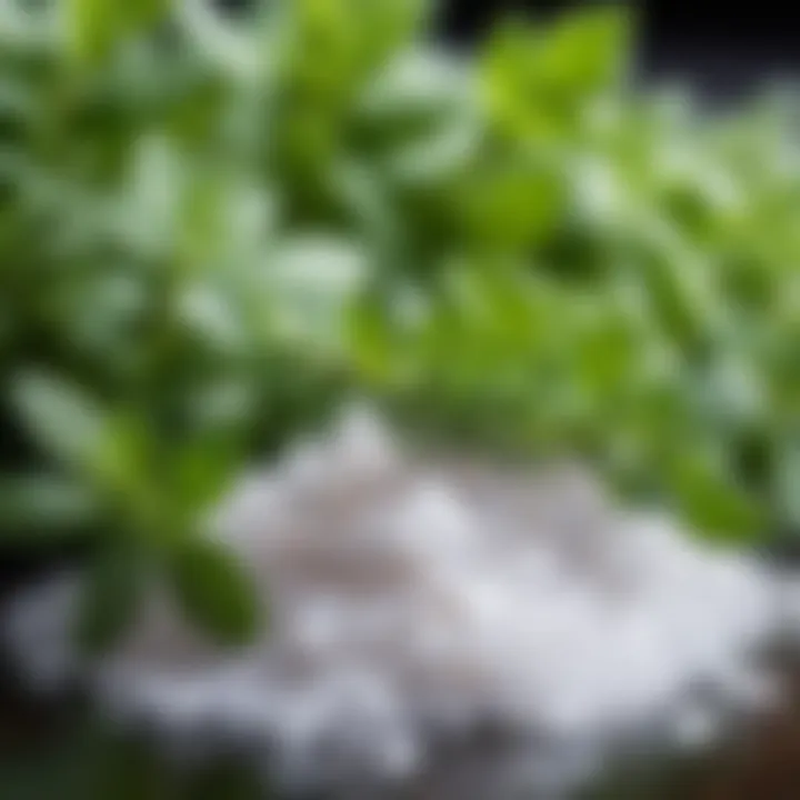 Close-up of coarse salt crystals and fresh herbs