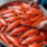 Selection of fresh red fish for salting