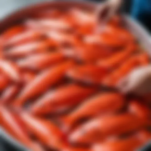 Selection of fresh red fish for salting