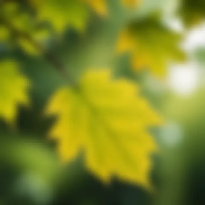 Close-up of a leaf detaching from a branch