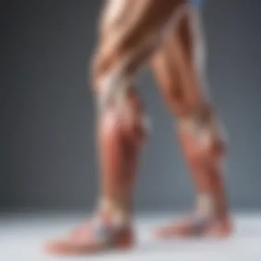 Detailed anatomy of leg muscles involved in stretching