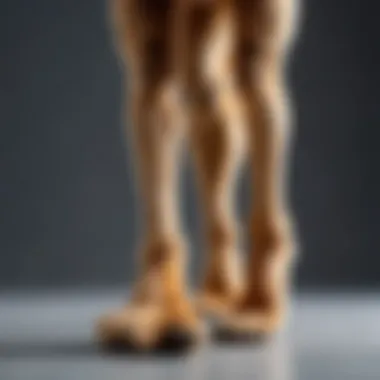 Evolutionary significance of legs and paws