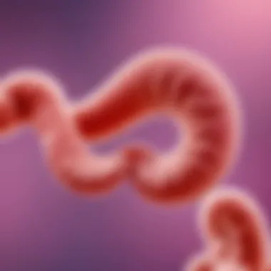 Myths vs Facts about Helicobacter pylori