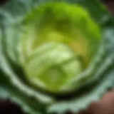 Crisp cabbage leaves ready for seasoning