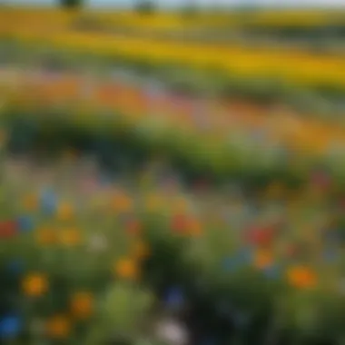 A picturesque field of wildflowers under a blue sky