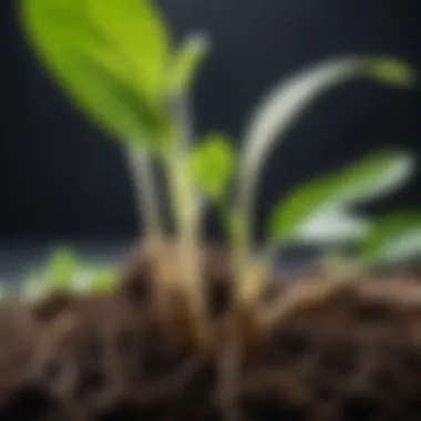 Close-up of spathiphyllum roots