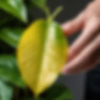 Yellowing spathiphyllum leaves