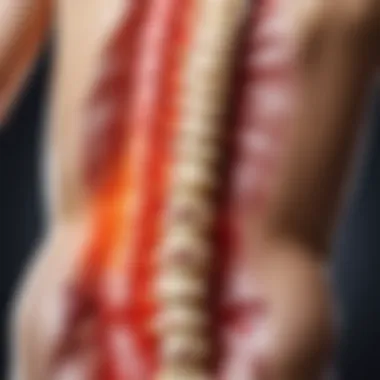 Illustration of the spine showing areas that may feel discomfort