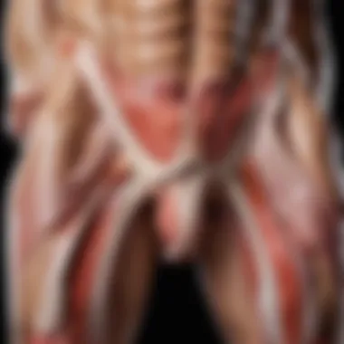 Anatomical diagram showing muscles involved in performing a split.