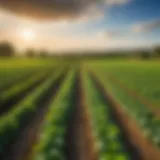 A vibrant biodynamic farm with diverse crops under a clear sky