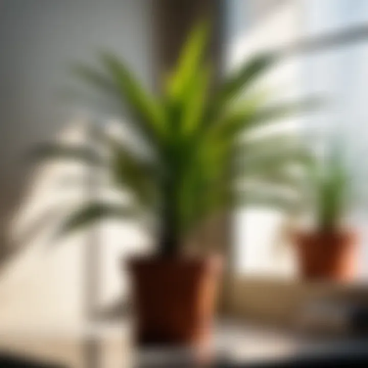 Dracaena plant in a poorly lit room showcasing light-related issues