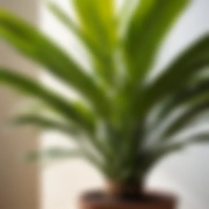 Healthy Dracaena thriving in optimal conditions