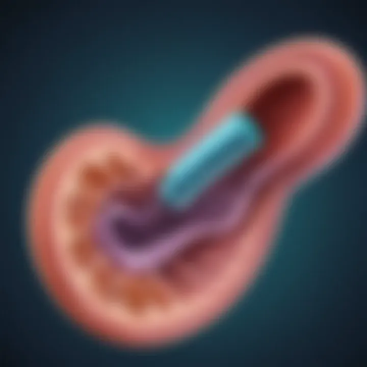 Detailed illustration of Helicobacter pylori in the digestive system