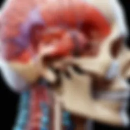 Anatomical diagram of the craniosacral system showcasing key structures