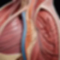 Anatomical diagram highlighting core muscle groups