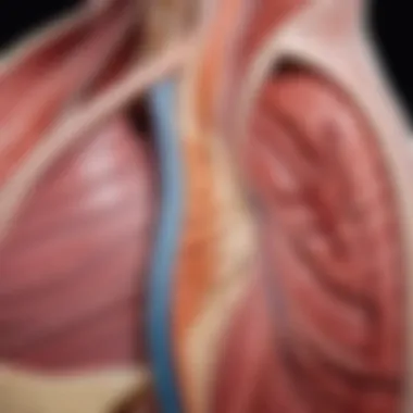 Anatomical diagram highlighting core muscle groups