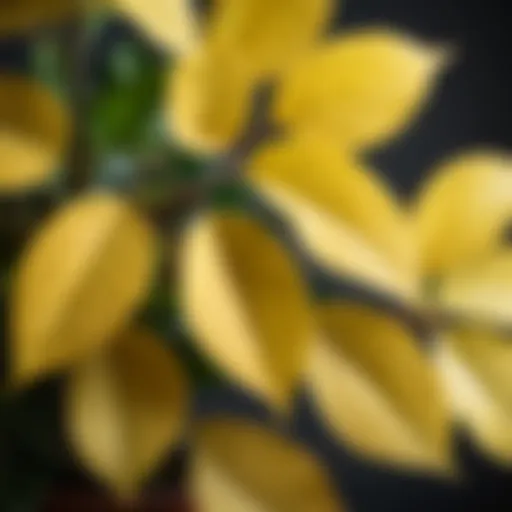 Close-up of a houseplant with yellowing leaves