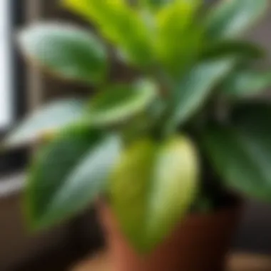 Preventative care tips for maintaining healthy houseplants