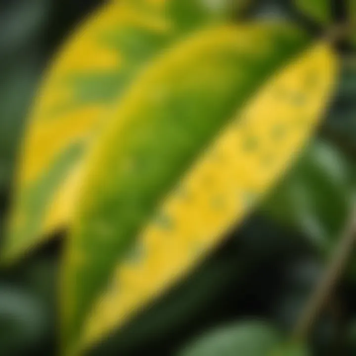 Close-up of yellow spots on a houseplant leaf